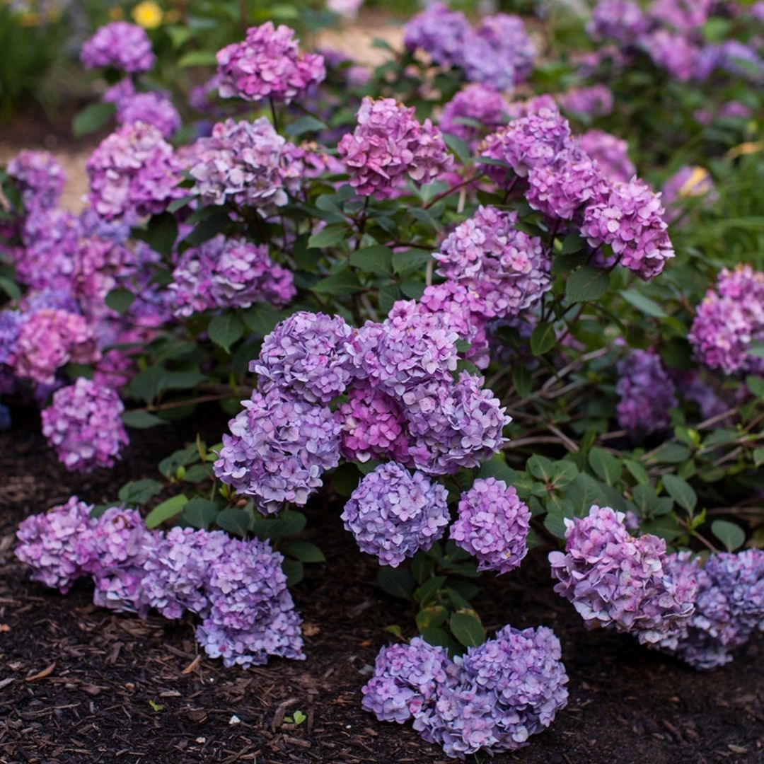 Hydrangea mac. Endless Summer® Bloomstruck