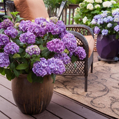 Hydrangea mac. Endless Summer® Bloomstruck