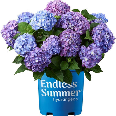 Hydrangea mac. Endless Summer® Bloomstruck