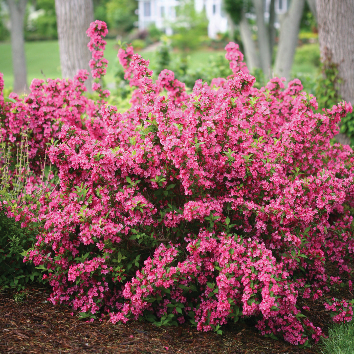 Weigela 'Sonic Bloom Pink' (PW)