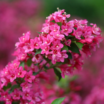 Weigela 'Sonic Bloom Pink' (PW)