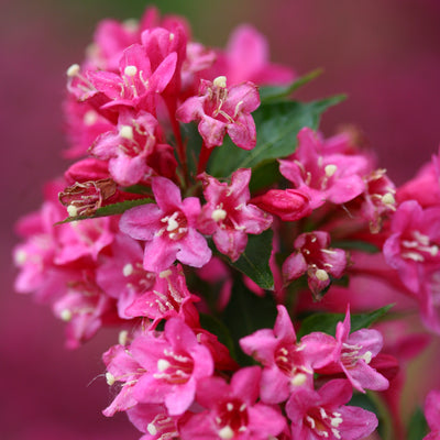 Weigela 'Sonic Bloom Pink' (PW)