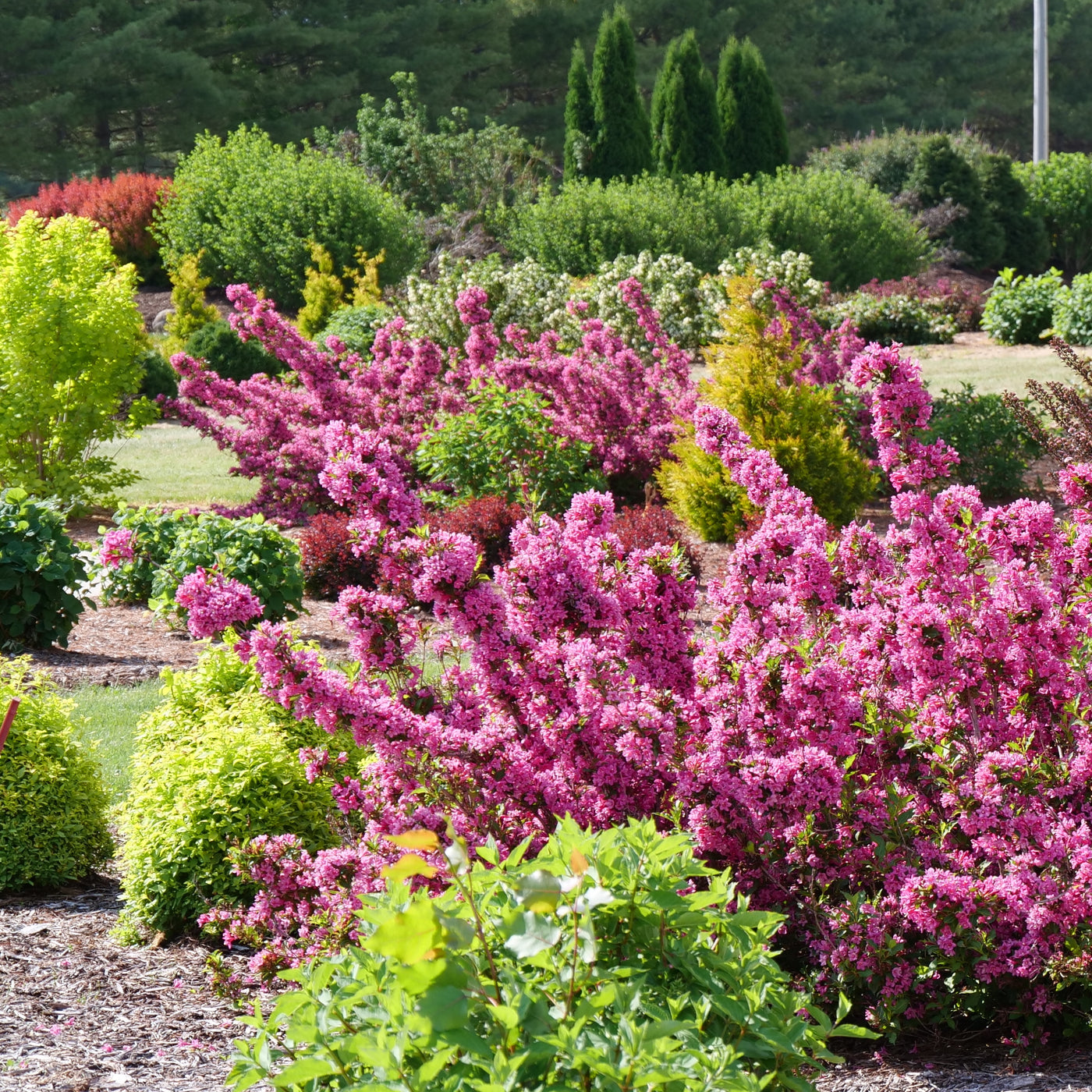 Weigela 'Sonic Bloom Pink' (PW)