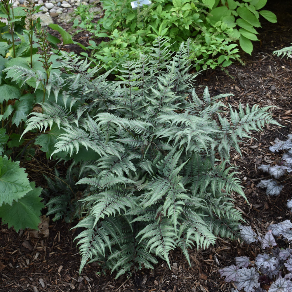 Fern 'Godzilla' (Athyrium nip.)* – Bast Brothers Garden Center