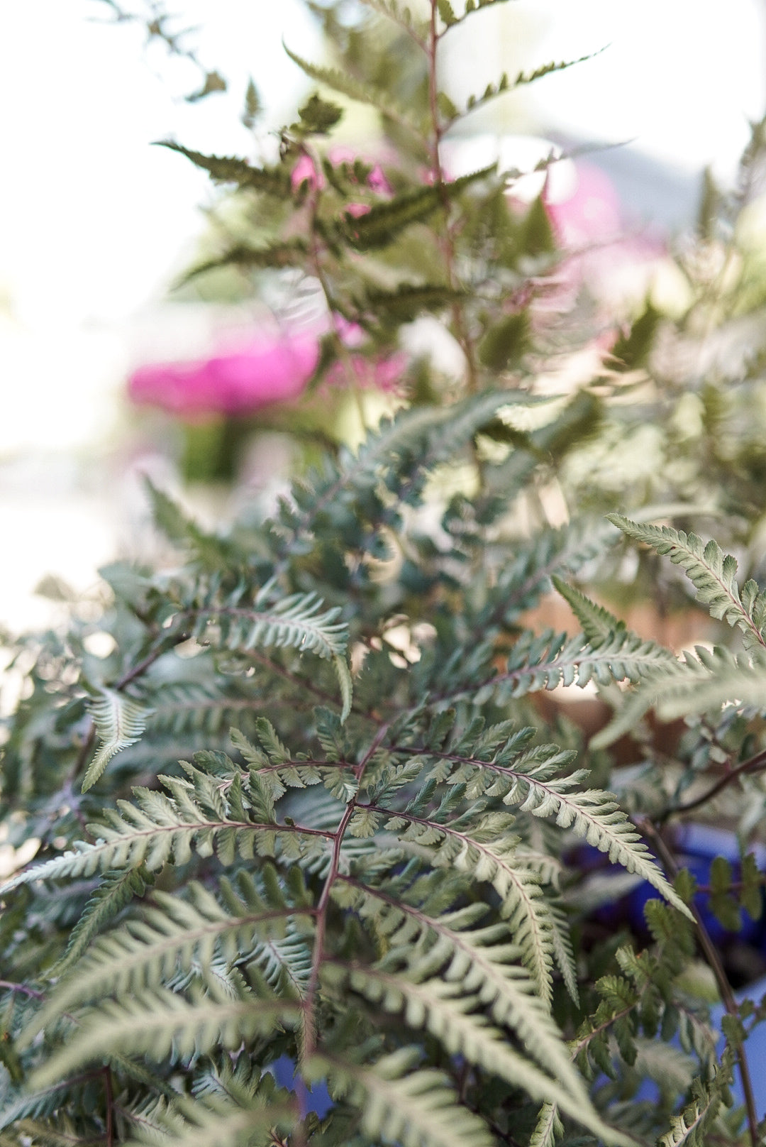 Fern 'Godzilla' (Athyrium nip.)* – Bast Brothers Garden Center