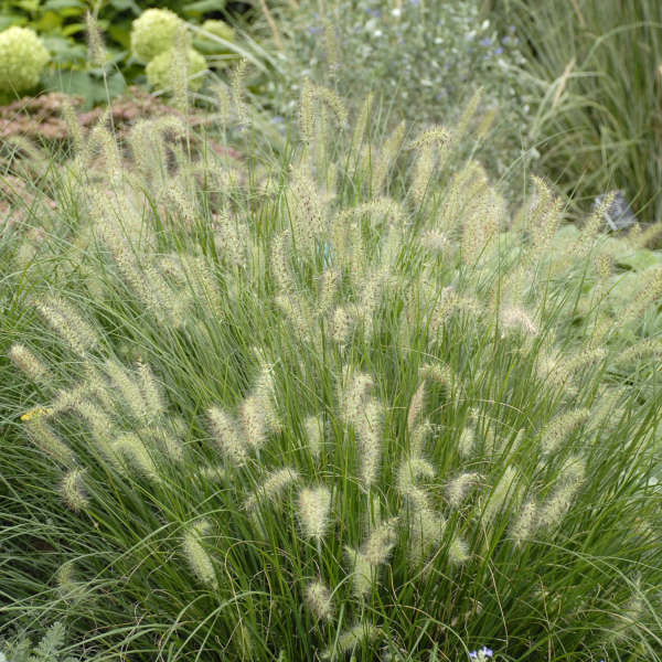 Grass - Pennisetum 'Hameln'