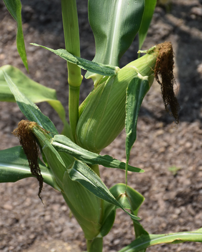 VEG - Corn - Sweet American Dream