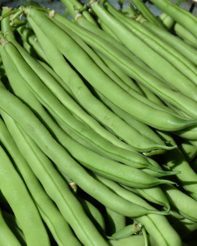 VEG - Bean - 'Jade' Bush Bean