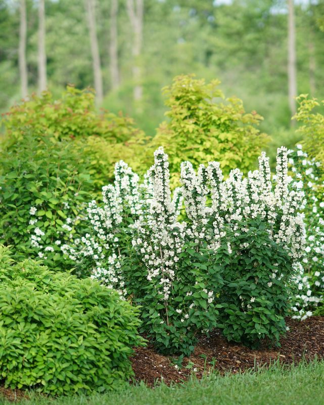 Philadelphus Illuminati Tower® (PW)