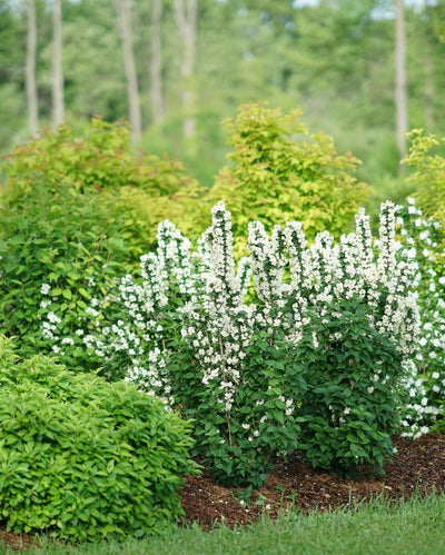 Philadelphus Illuminati Tower® (PW)