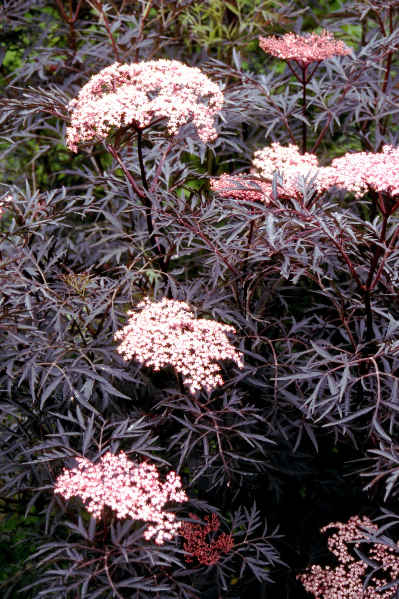 Sambucus 'Black Lace' (PW)