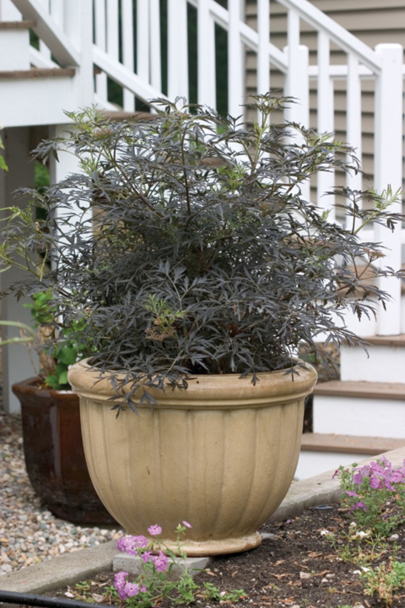 Sambucus 'Black Lace' (PW)