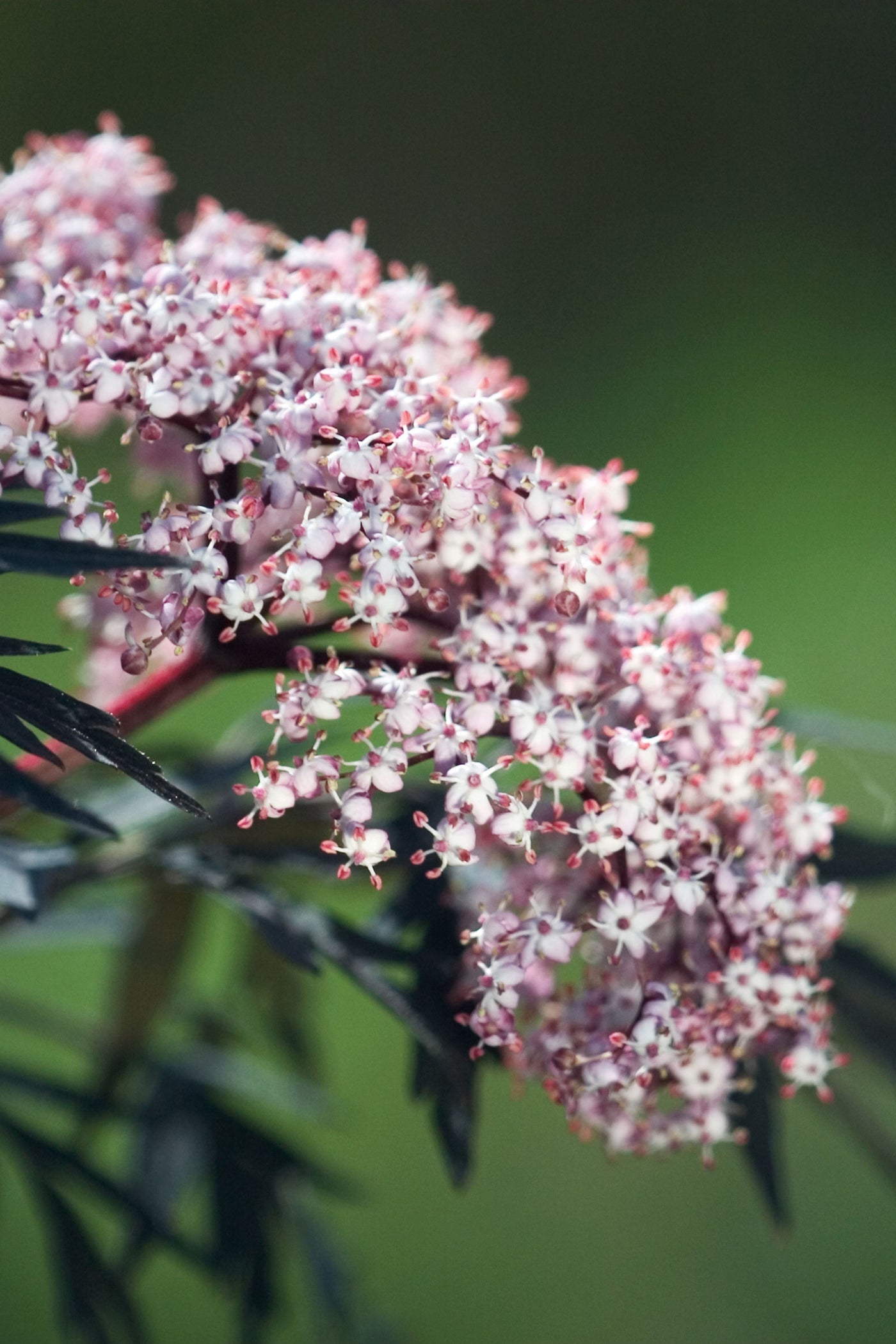 Sambucus 'Black Lace' (PW)