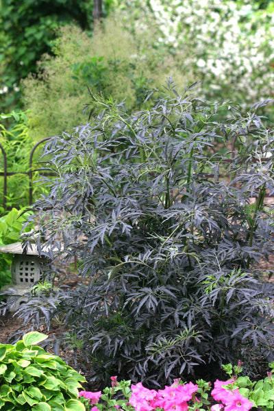 Sambucus 'Black Lace' (PW)