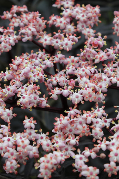 Sambucus 'Black Lace' (PW)