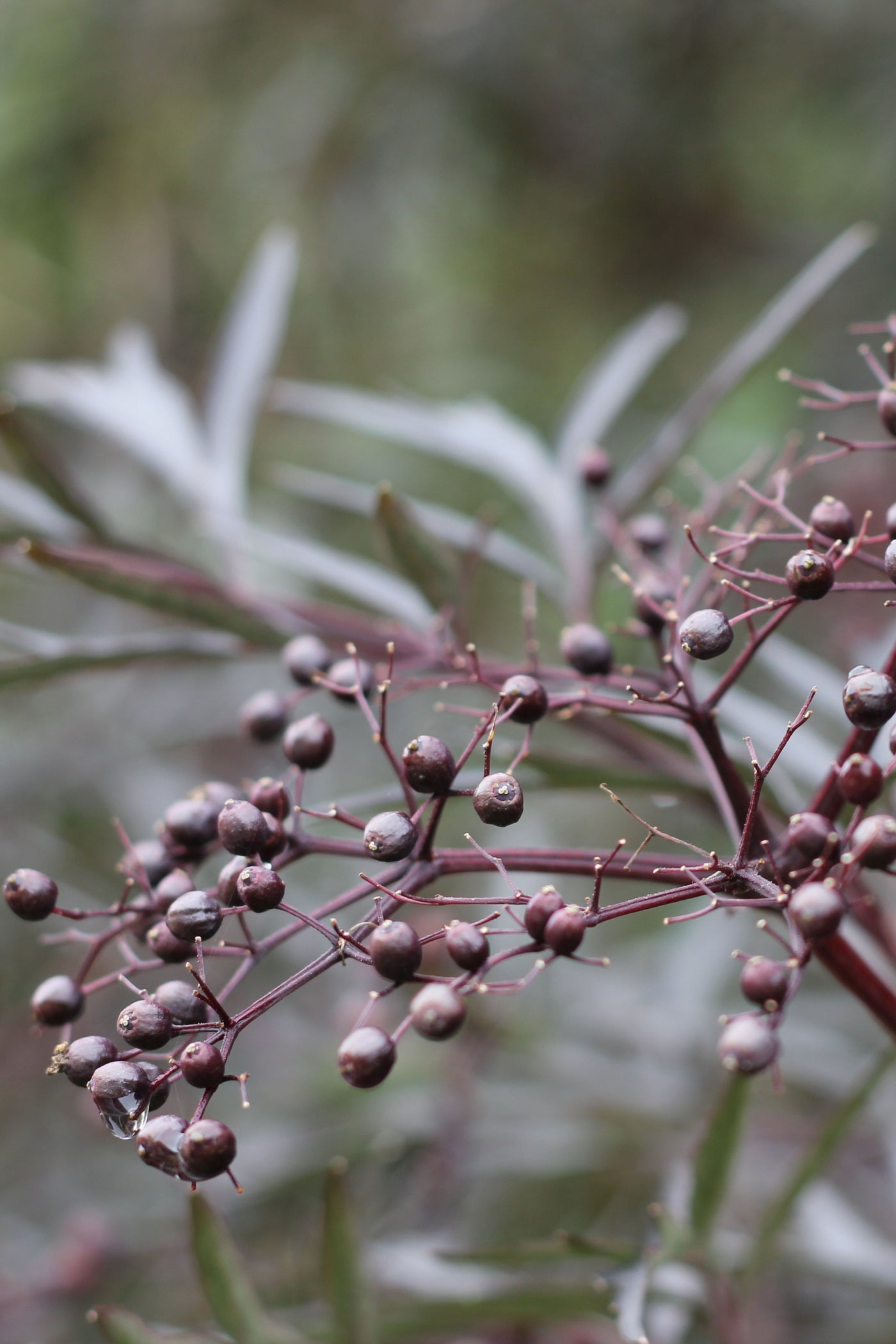 Sambucus 'Black Lace' (PW)