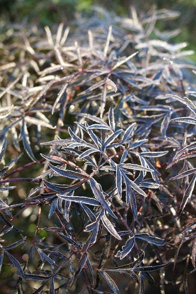 Sambucus 'Black Lace' (PW)