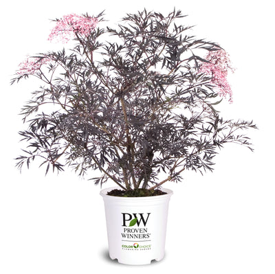 Sambucus 'Black Lace' (PW)