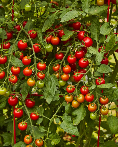 VEG - Tomato - Sweet 100