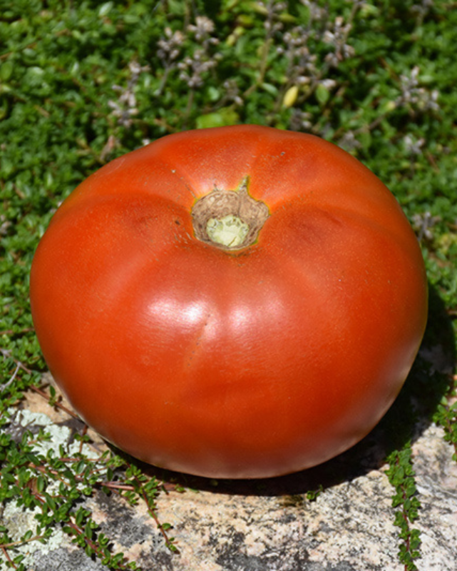 VEG - Tomato Prem. - Whopper