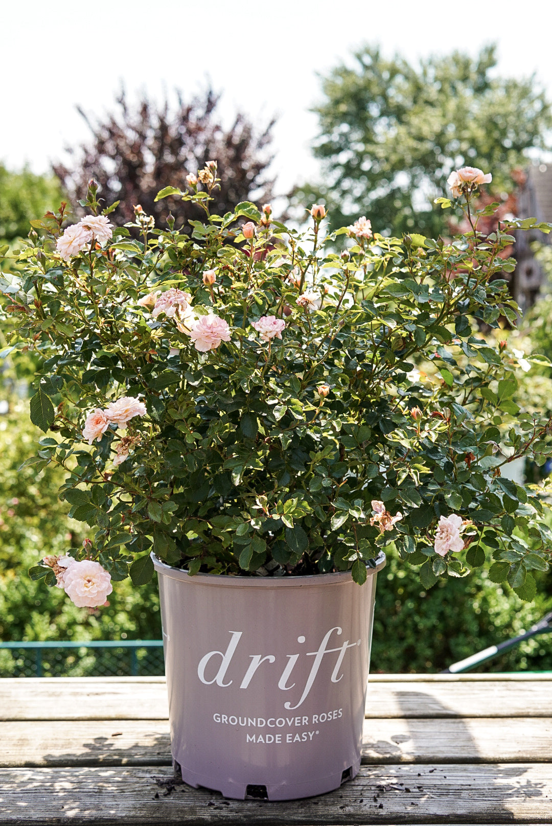 Drift® Rose 'Apricot Drift'