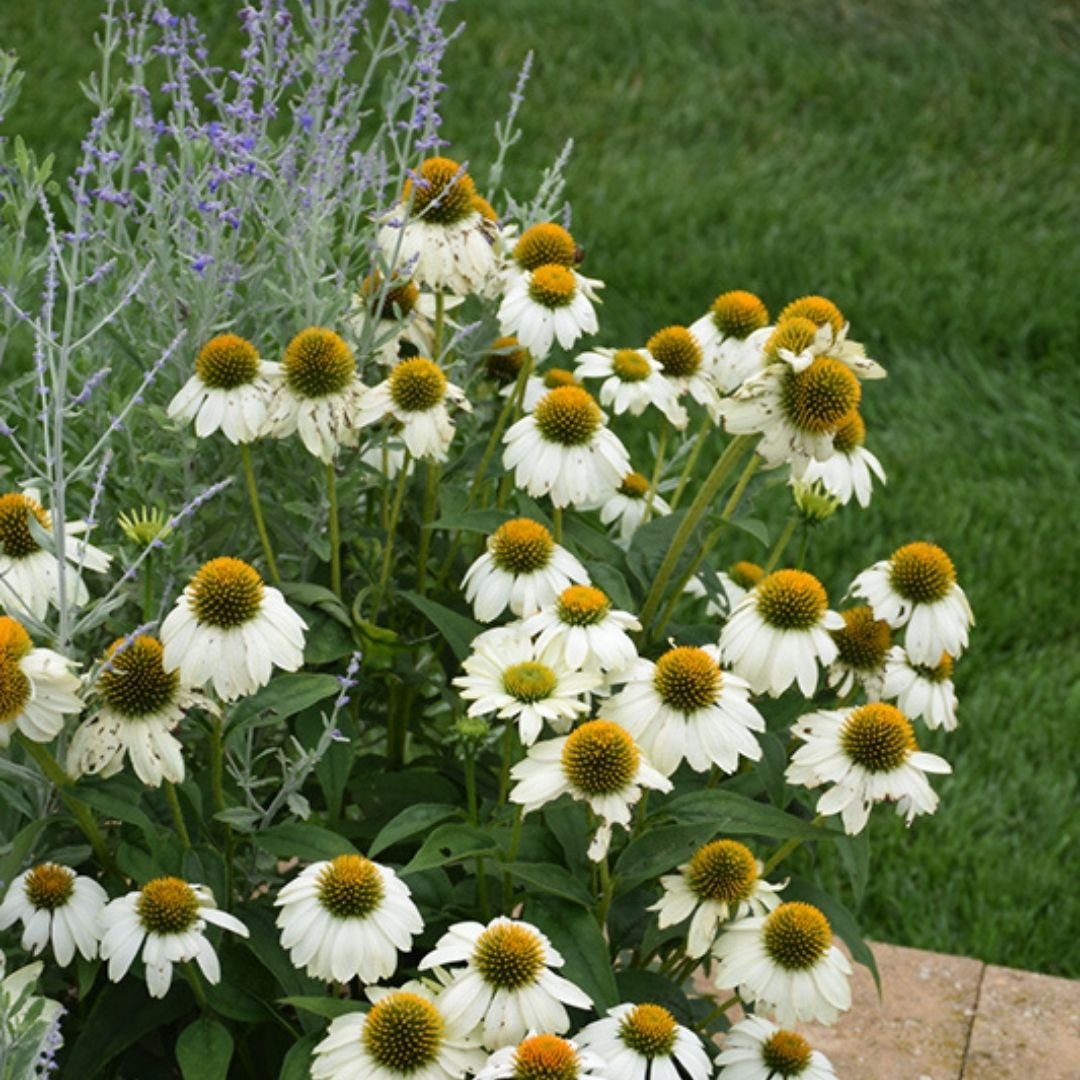 Echinacea 'Pow Wow White'