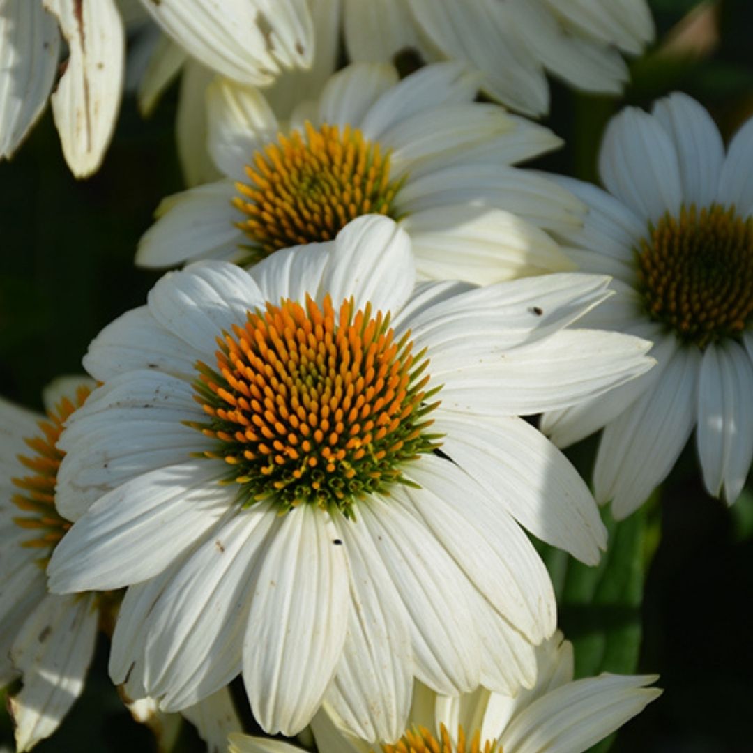 Echinacea 'Pow Wow White'