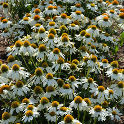 Echinacea 'Pow Wow White'