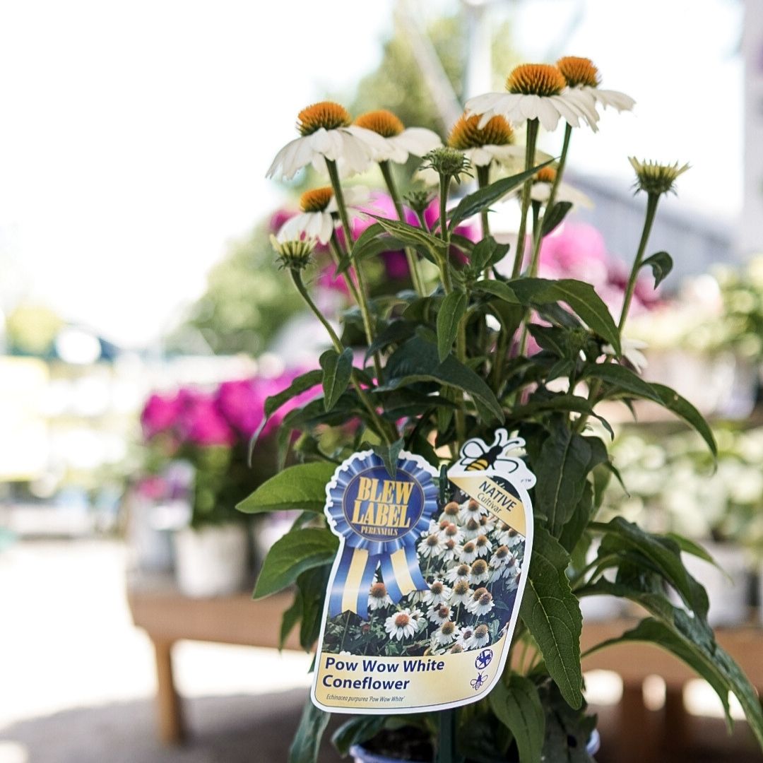 Echinacea 'Pow Wow White'