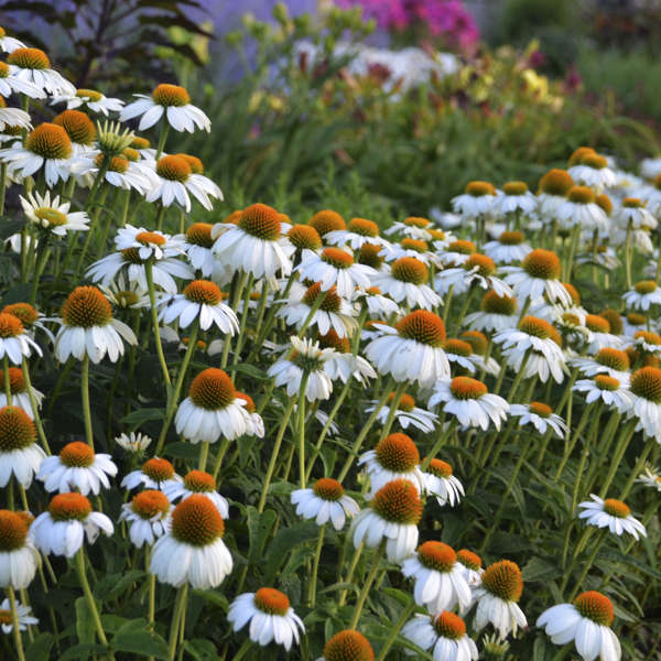 Echinacea 'Pow Wow White'