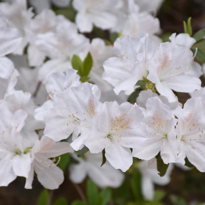 Azalea 'Delaware Valley White'