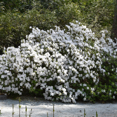 Azalea 'Delaware Valley White'