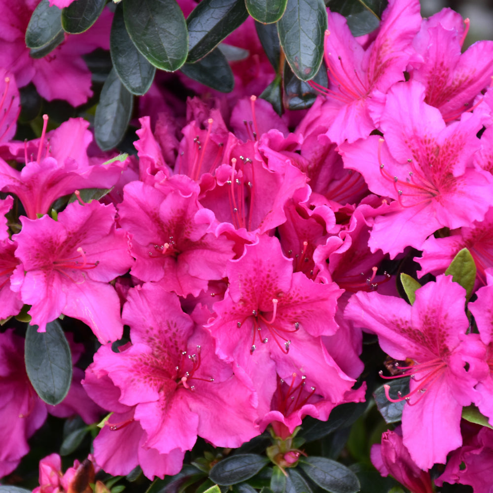 Azalea 'Girard Fuchsia'