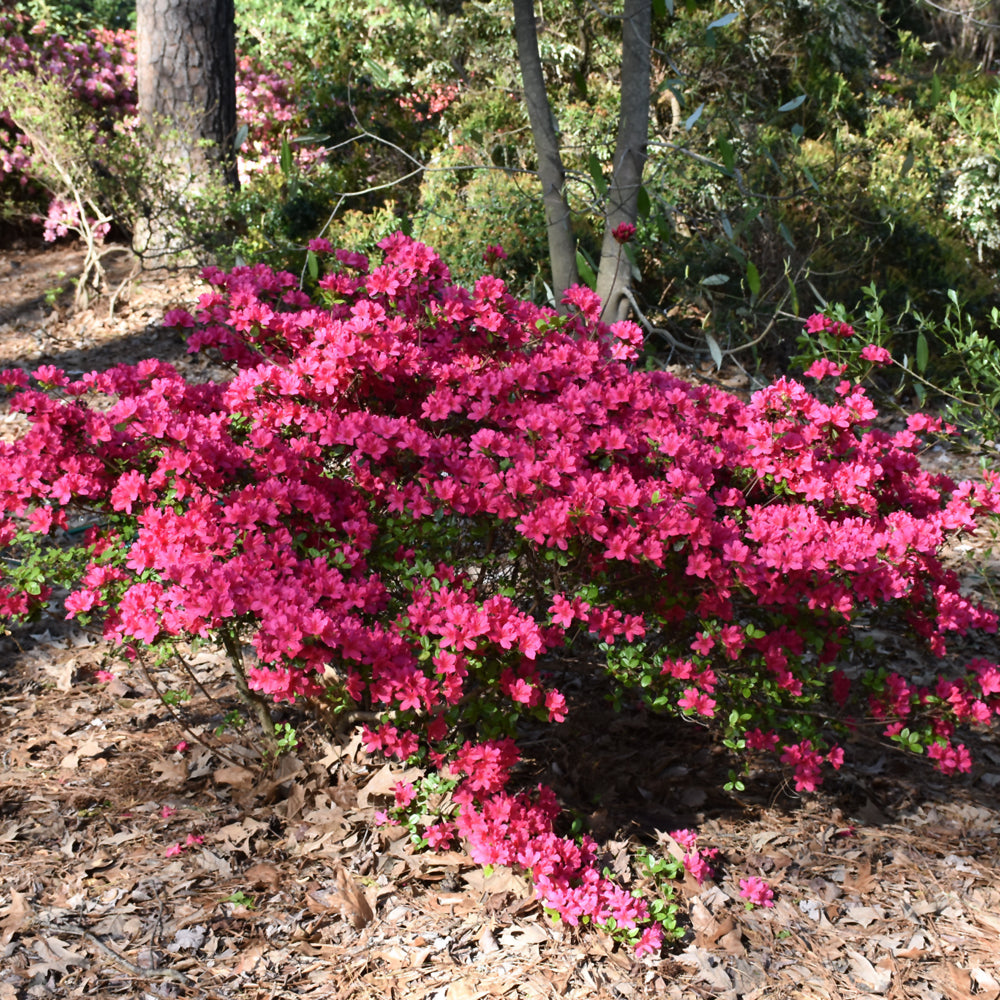 Azalea 'Girard Fuchsia'