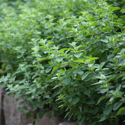 HERB - Oregano - Greek