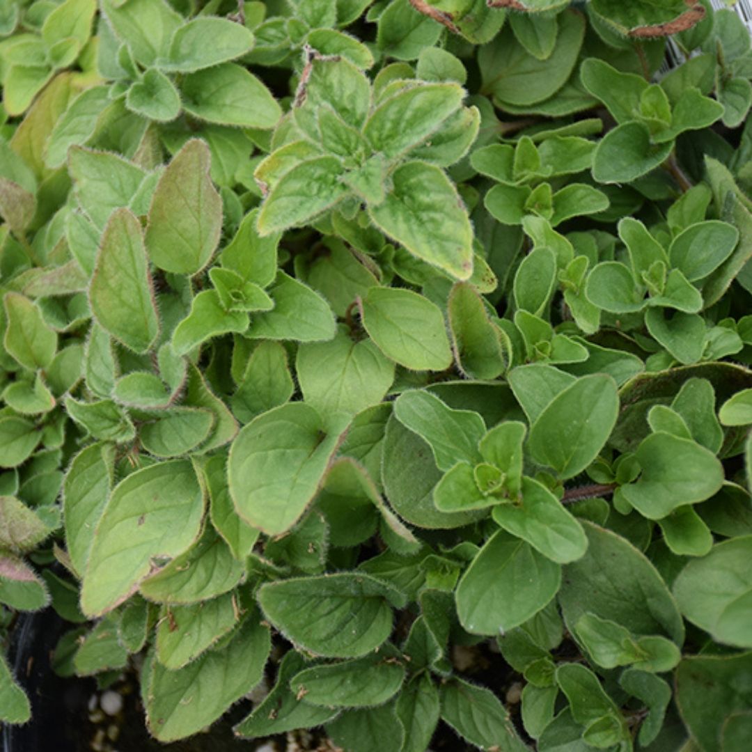 HERB - Oregano - Italian