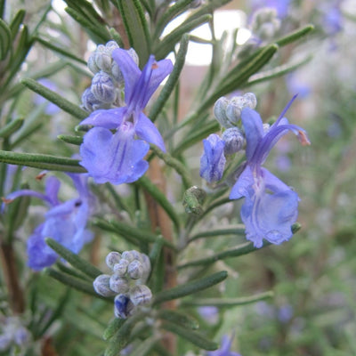 HERB - Rosemary