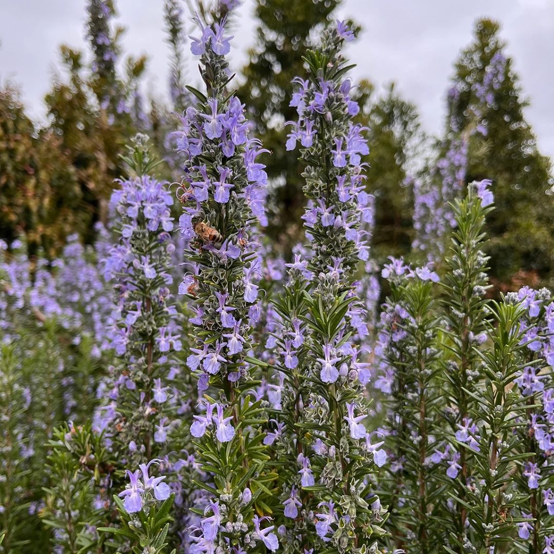 HERB - Rosemary - Tuscan Blue