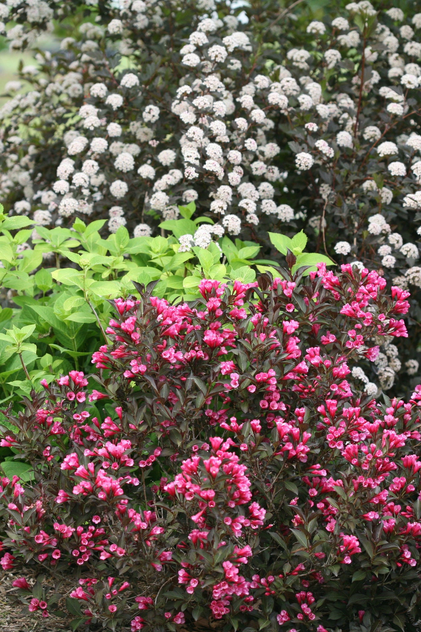 Weigela 'Wine And Roses' (PW)