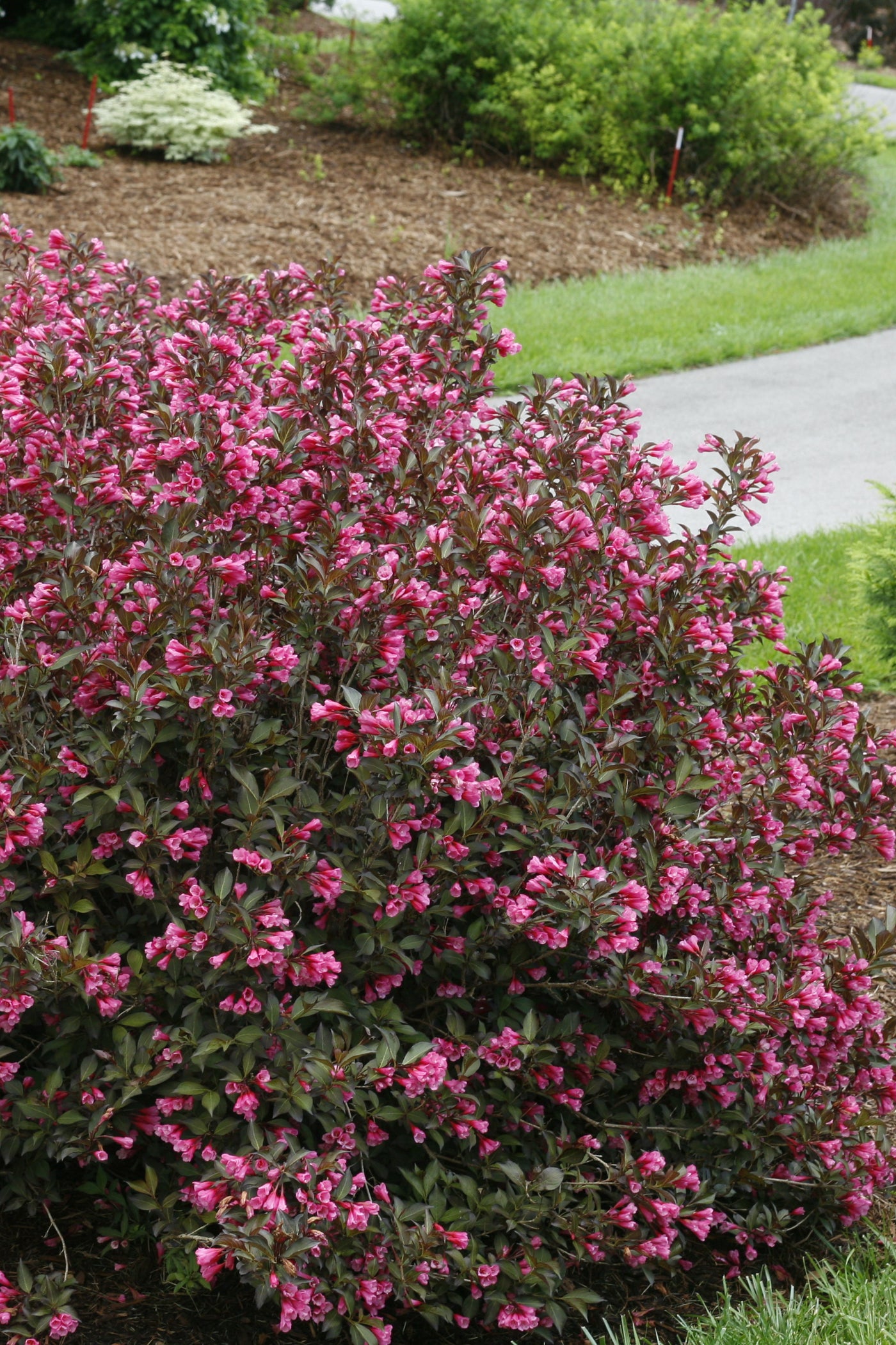 Weigela 'Wine And Roses' (PW)