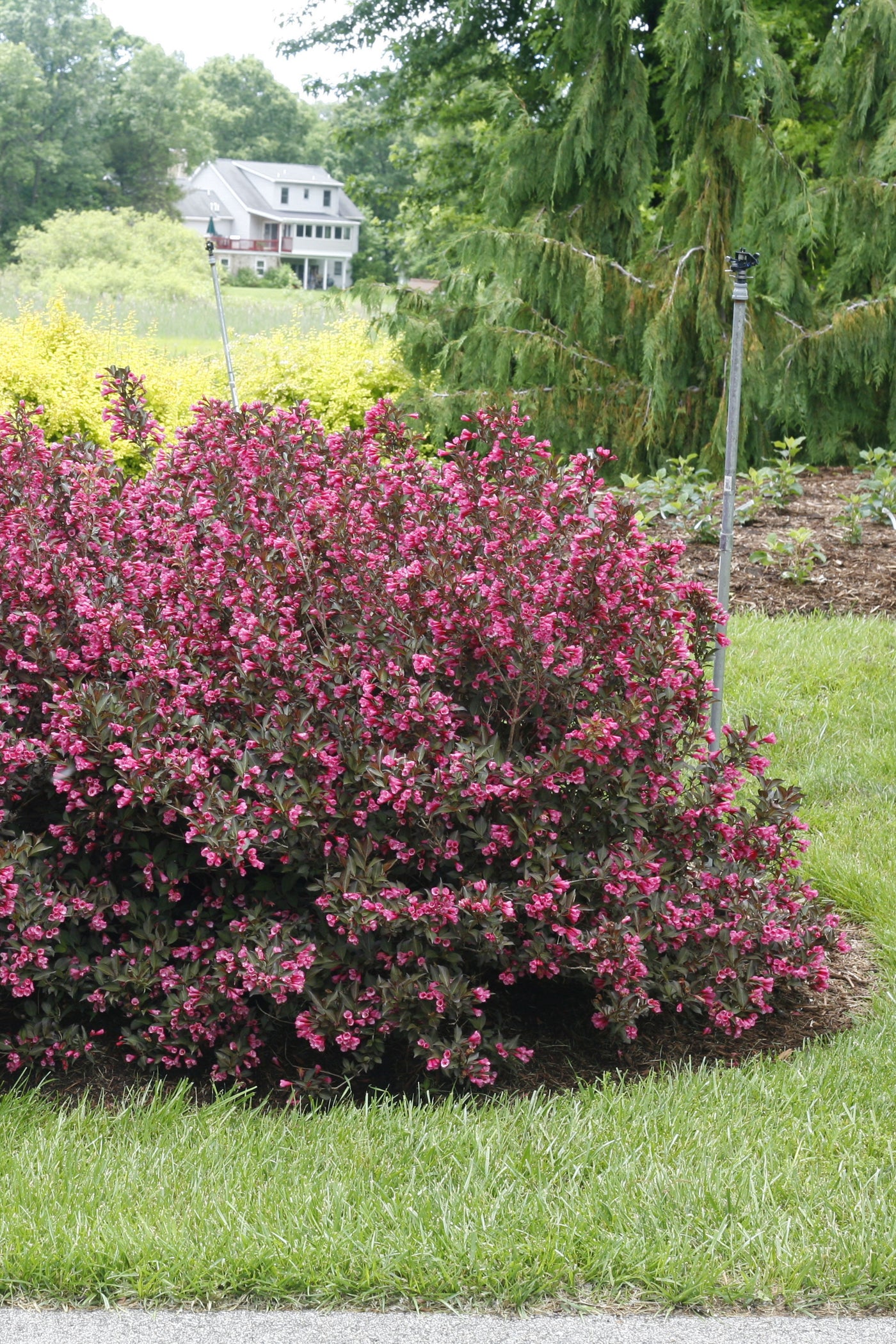 Weigela 'Wine And Roses' (PW)