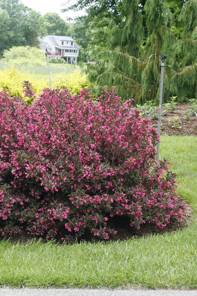 Weigela 'Wine And Roses' (PW)