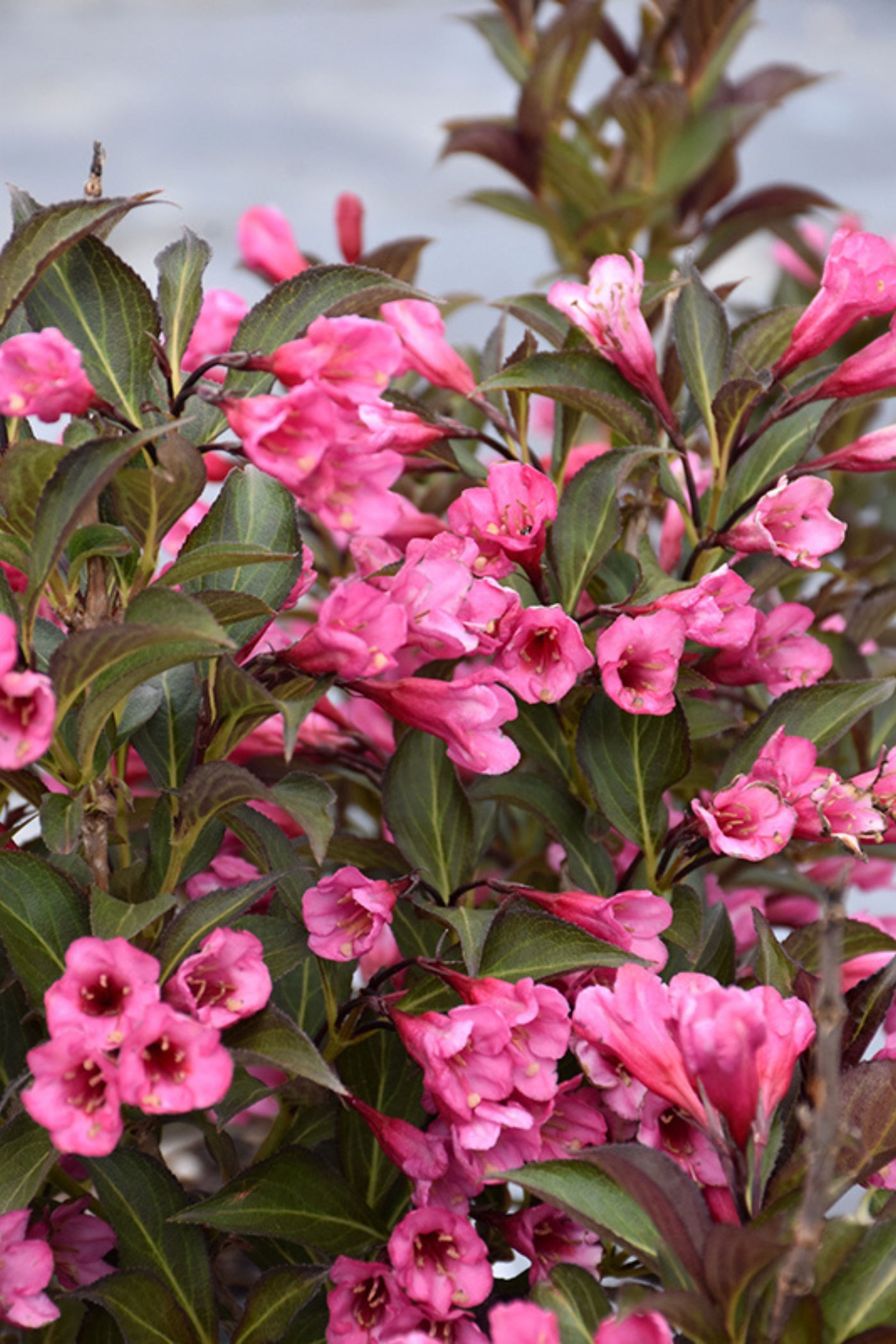 Weigela 'Wine And Roses' (PW)