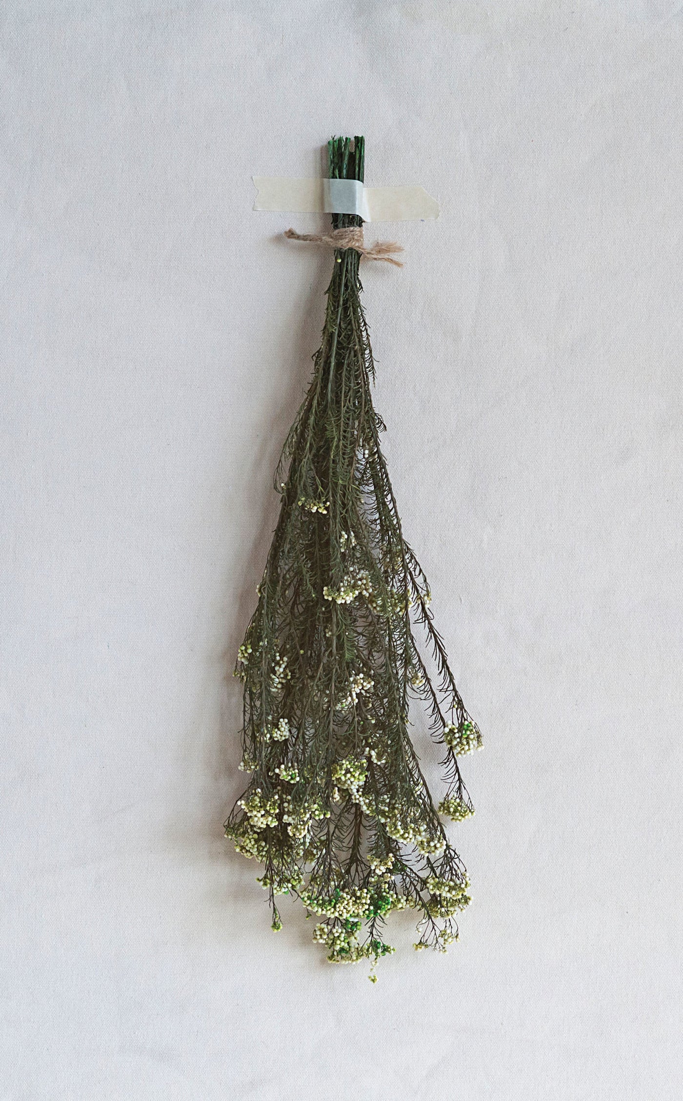 Dried Natural Sago Bush Bunch