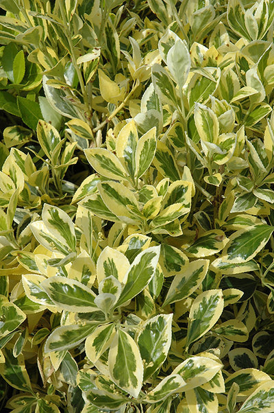 Euonymus Jap. Silver King #3