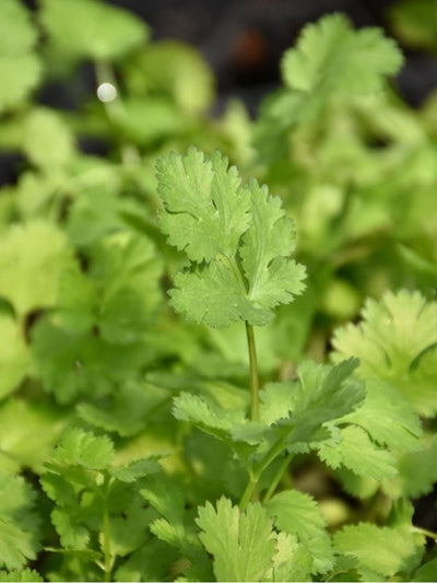 HERB - Cilantro