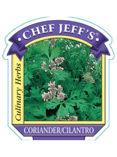 HERB - Cilantro