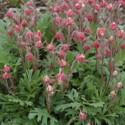 Geum triflorum (Prairie Smoke) *TB*