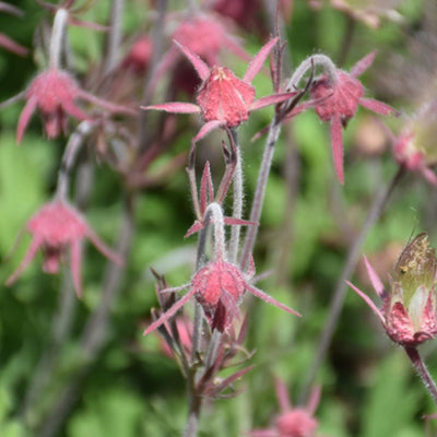 Geum triflorum (Prairie Smoke) *TB*