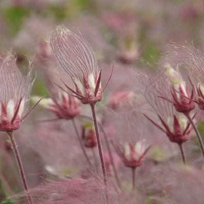 Geum triflorum (Prairie Smoke) *TB*